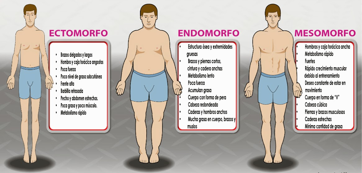 Tipos de cuerpo y biotipos corporales: ectomorfo, mesomorfo y endomorfo