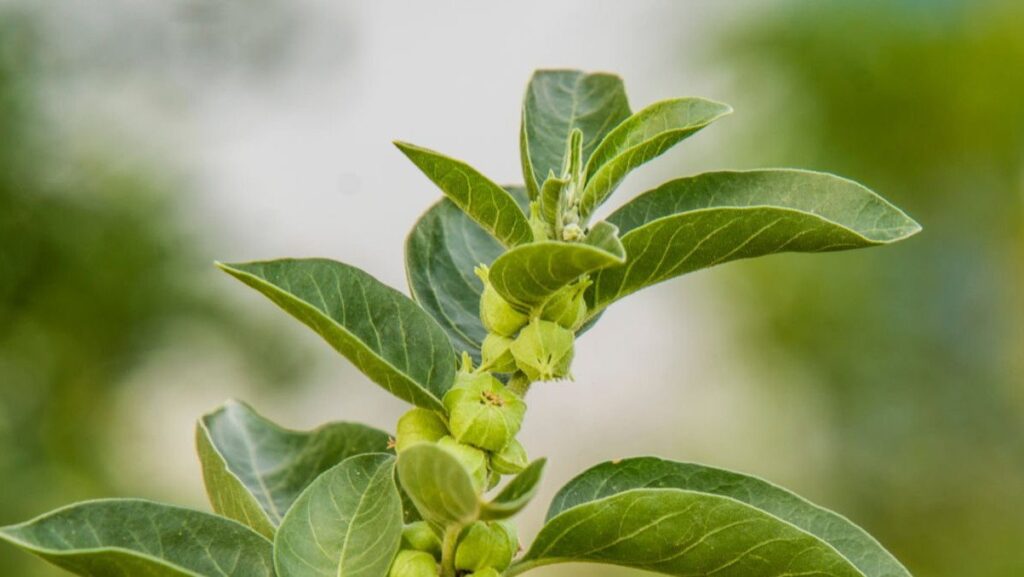 Planta de ashwagandha 